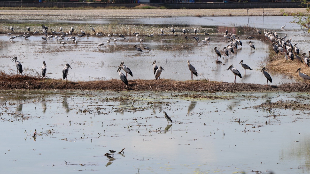ฝูงนกปากห่างกลายเป็นขวัญใจชาวนาอ่างทอง ชี้ช่วยกำจัดศัตรูพืชแบบธรรมชาติ