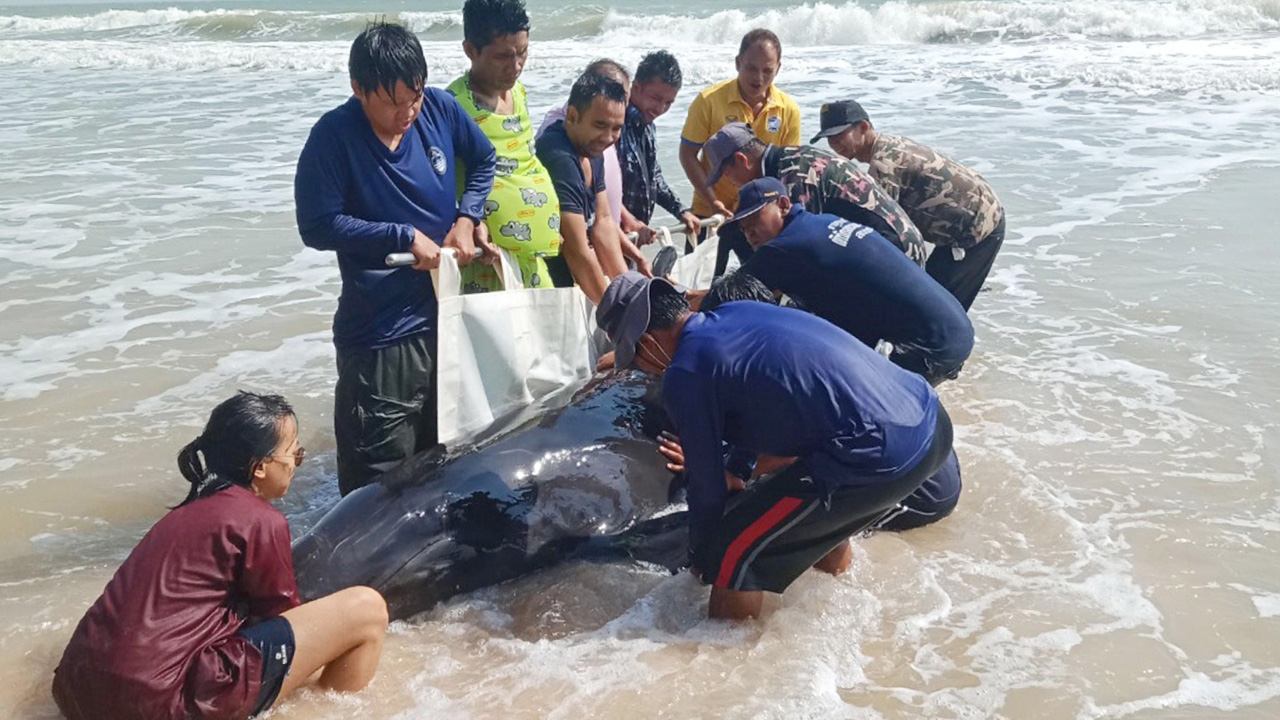 เร่งช่วยเหลือ ลูกวาฬเกยตื้นหาดบางเบิดที่ชุมพร คาดบาดเจ็บหลงทางมา 