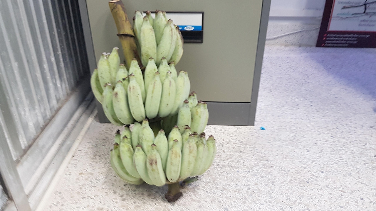 ขับเก๋งแอบขโมยกล้วยริมถนนถึงติดคุก เจ้าของสวนเอาเรื่องหลังลักไป 6 เครือ