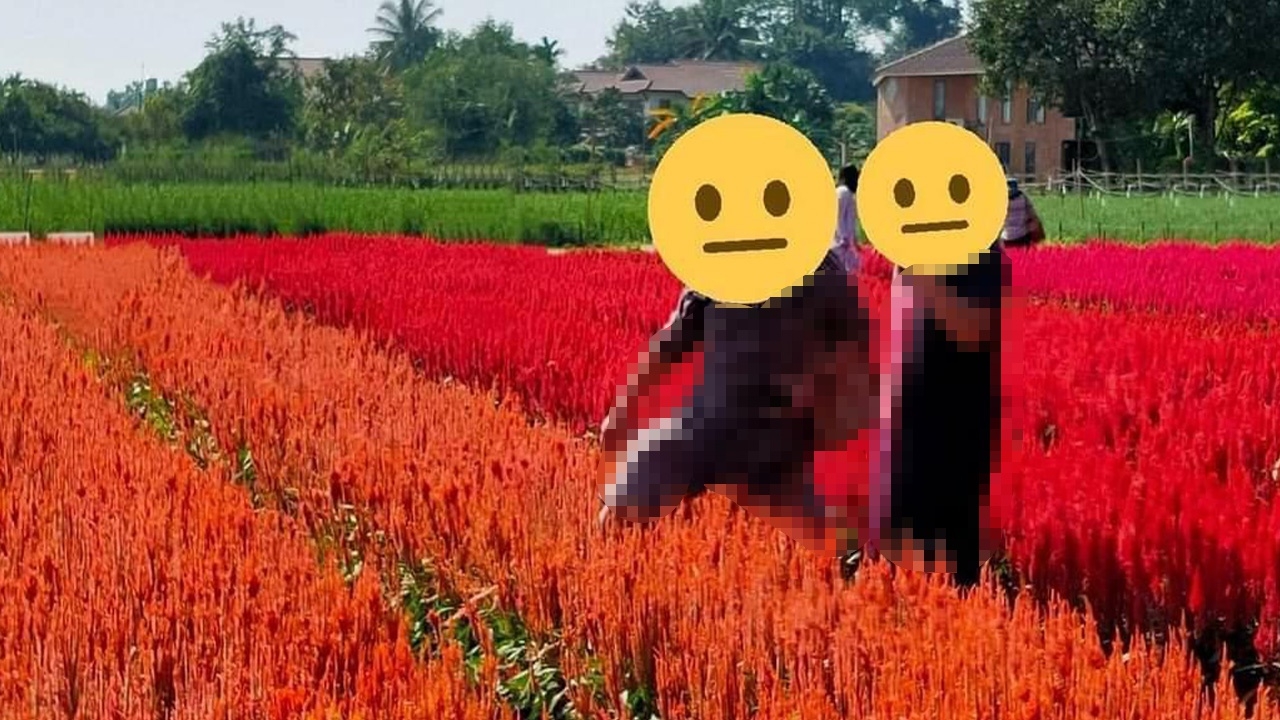 สวนดอกไม้ดังเชียงใหม่ งัดกฎเหล็กปรามนักท่องเที่ยว เหยียบแปลงดอกปรับ 500