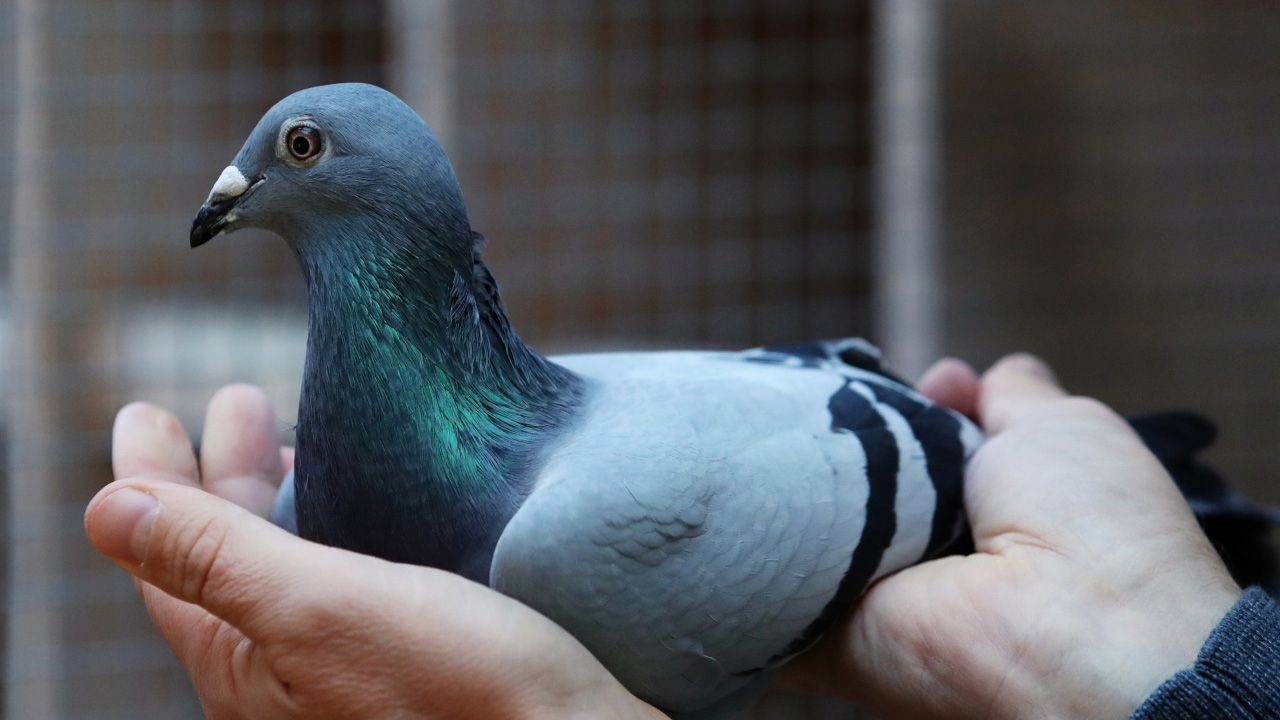 ฮือฮา นกพิราบแข่งเบลเยียม ทุบสถิติ แพงสุดในโลกกว่า   57 ล้าน