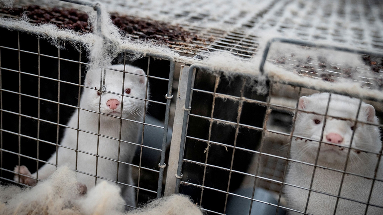 สธ.เดนมาร์ก คาด โควิดกลายพันธ์ุจากตัวมิงค์ น่าจะสูญพันธ์ุไปหมดแล้ว