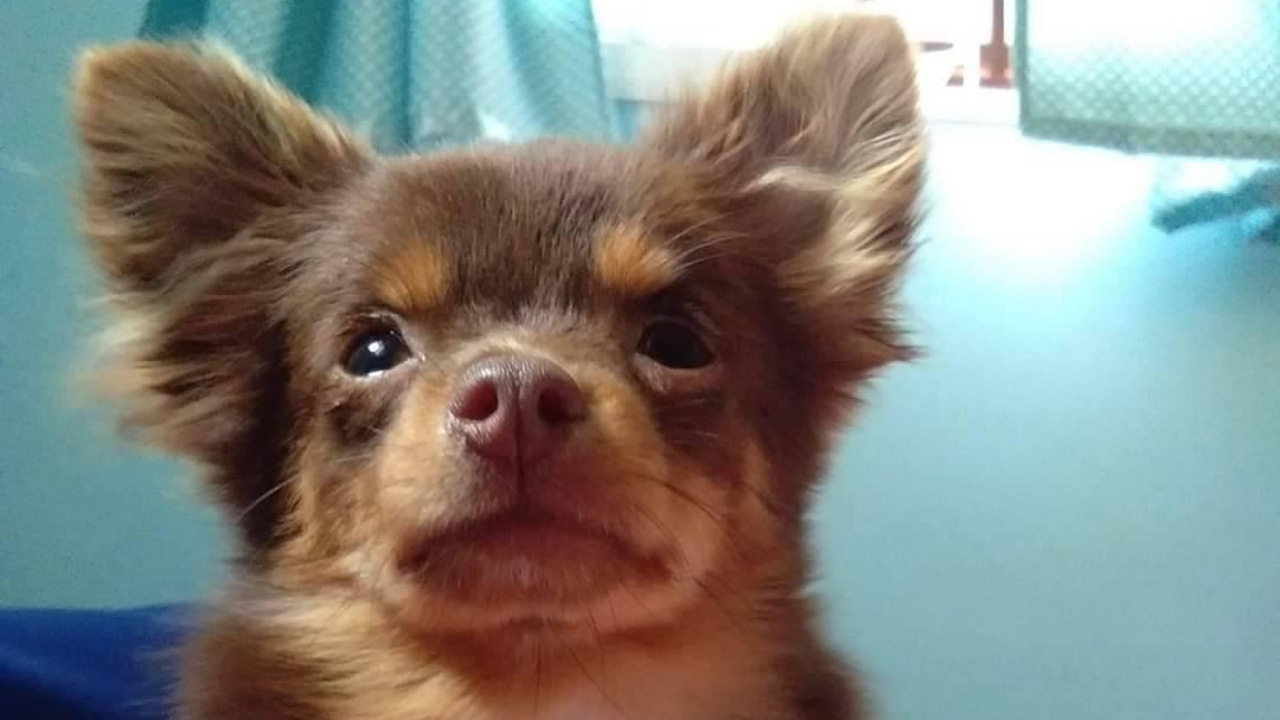 ปศุสัตว์สุราษฎร์ ชี้ ชิวาว่าถูกถลกหนังไม่น่าโดนรถทับ ตร.เร่งสืบเพิ่ม