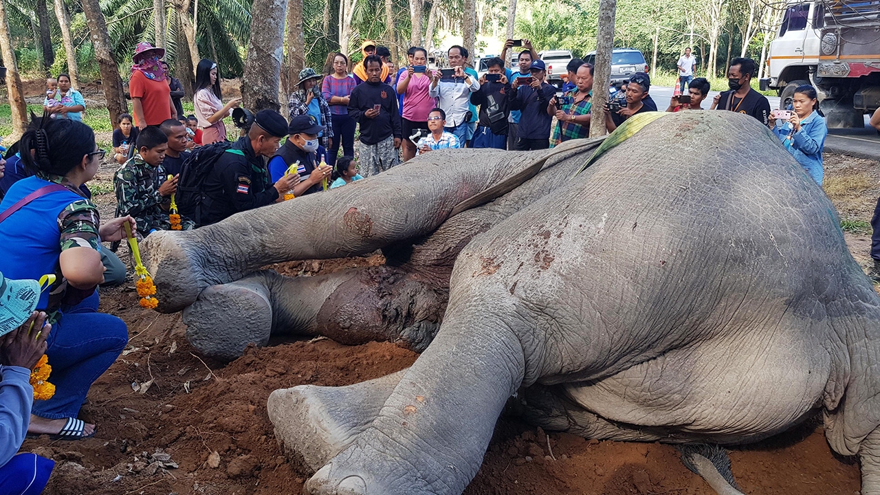 ปิดฉาก "ไอ้งาสั้น" ช้างป่าดุร้ายระยอง สิ้นลมแล้วหลังล้มป่วยนานร่วมเดือน