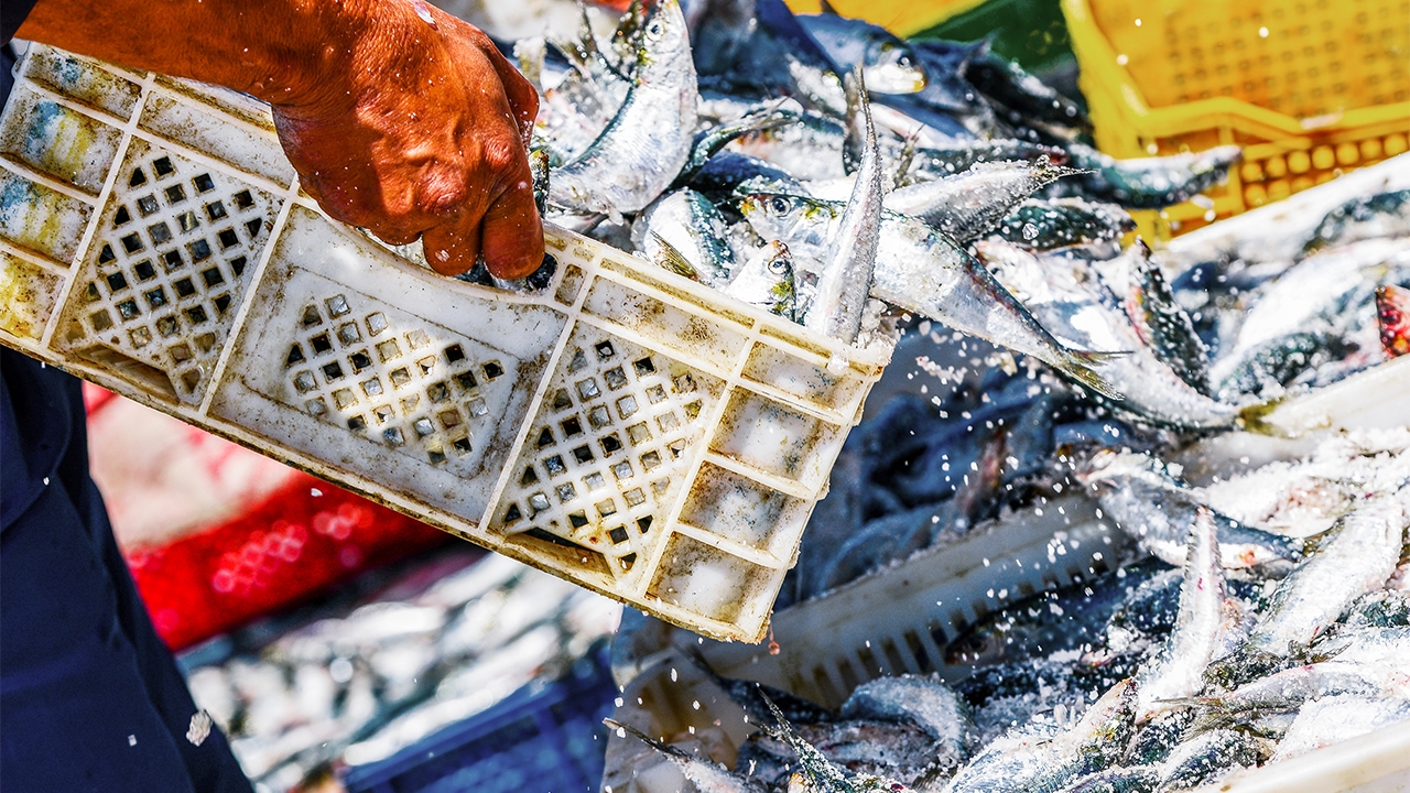 กลุ่มประเทศ 4 ชาติในอเมริกาใต้ร่วมต้านประมงเถื่อน