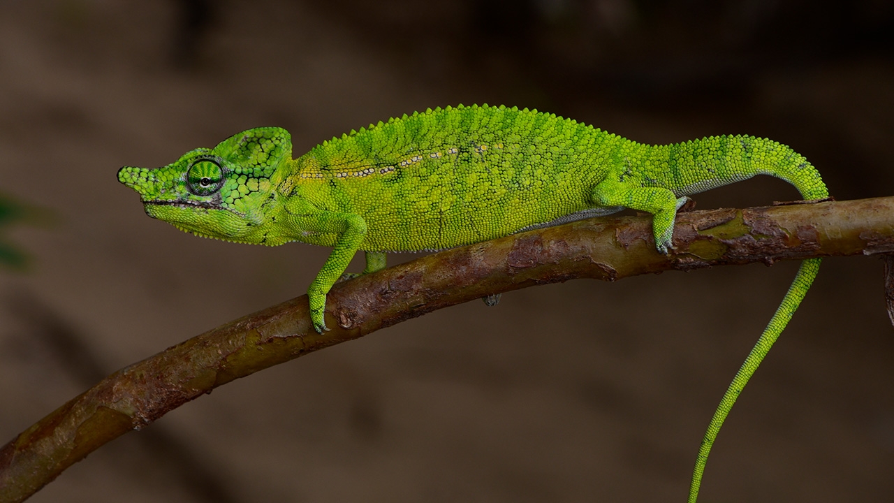 พบกิ้งก่ามาดากัสการ์ ที่เห็นเมื่อ 100 ปีก่อน (คลิป)