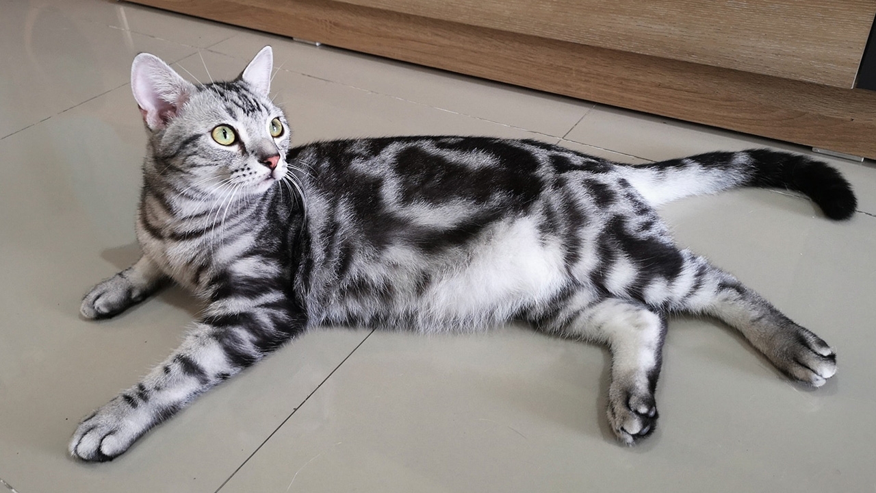 สรุปดราม่า กู้ภัยกับแมวเจ้าสัว ความในใจเจ้าของ จุดที่ทำให้โมโห (คลิป)