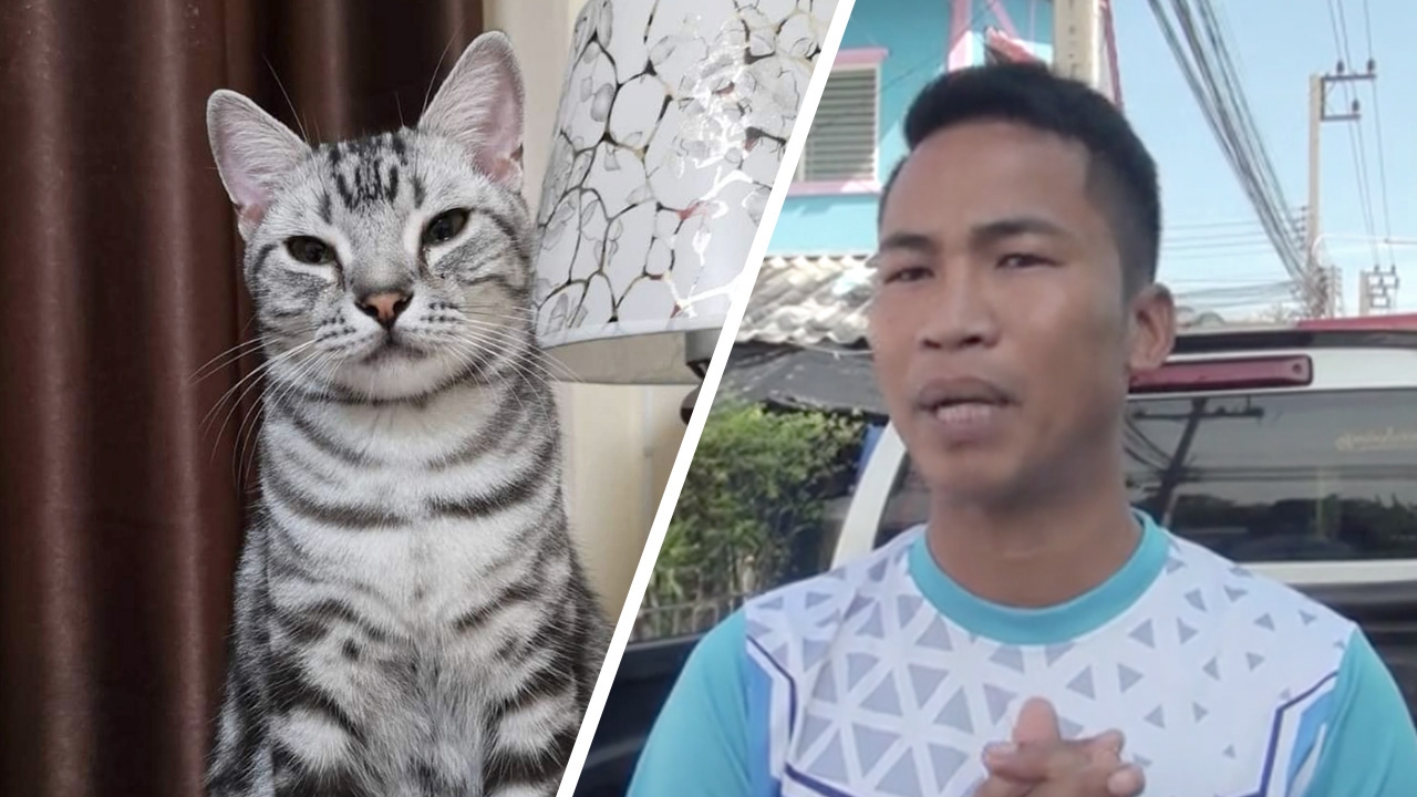 มูลนิธิฯ สั่งพักงาน กู้ภัย ปล่อยแมวเจ้าสัว จนกว่าจะสอบเสร็จ