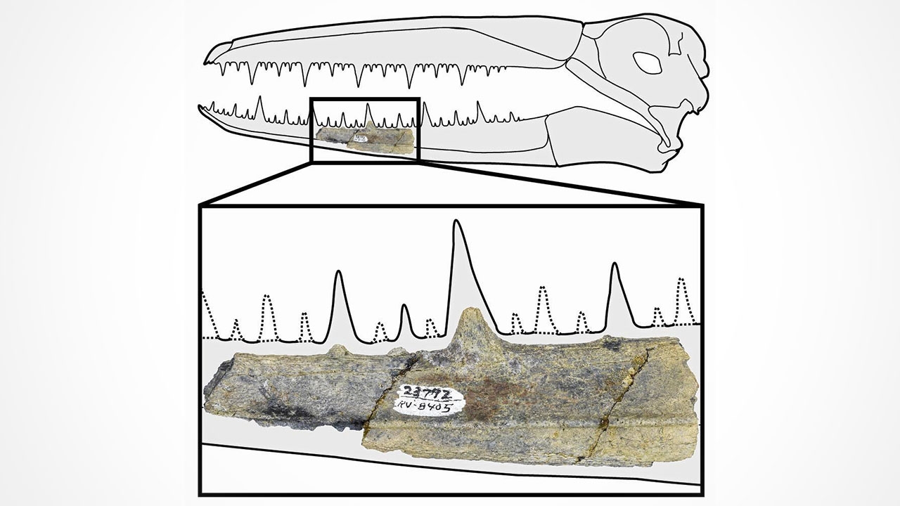 นกยักษ์แห่งแอนตาร์กติกา 50 ล้านปีที่แล้ว