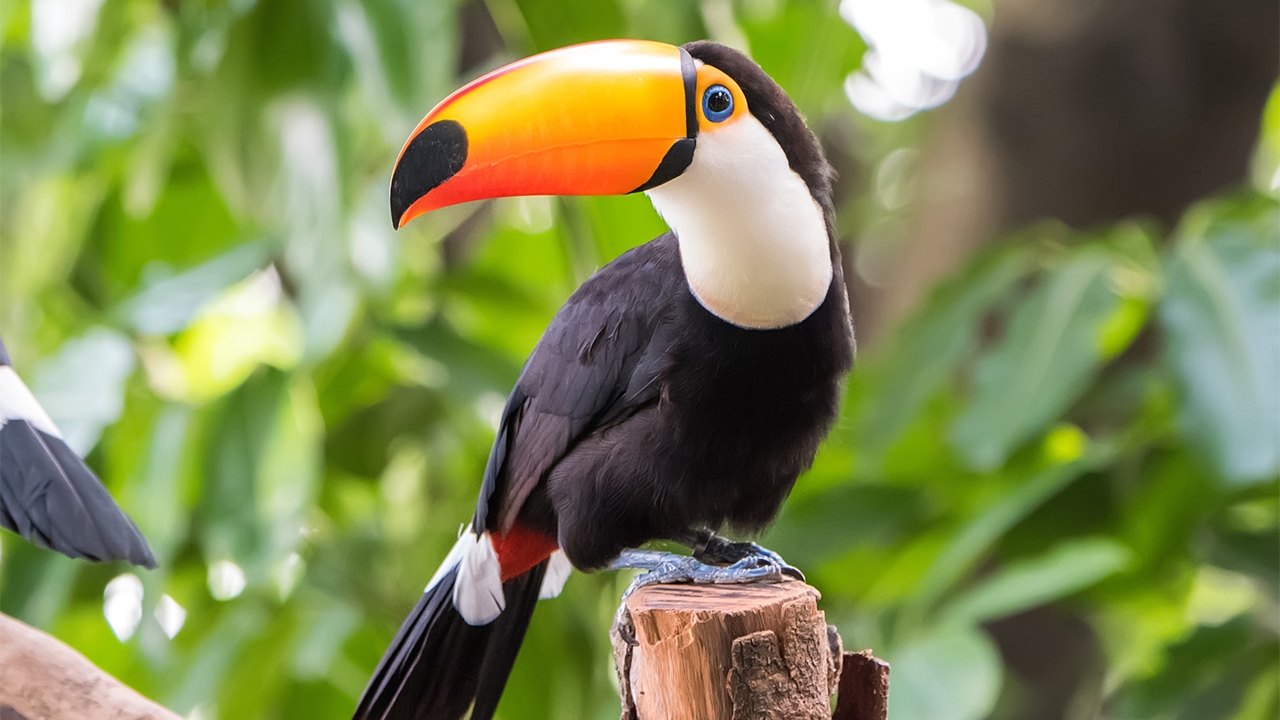 ตั้งกรรมการฯ กฎหมายชุดใหม่ต้านค้าสัตว์-พืชป่า