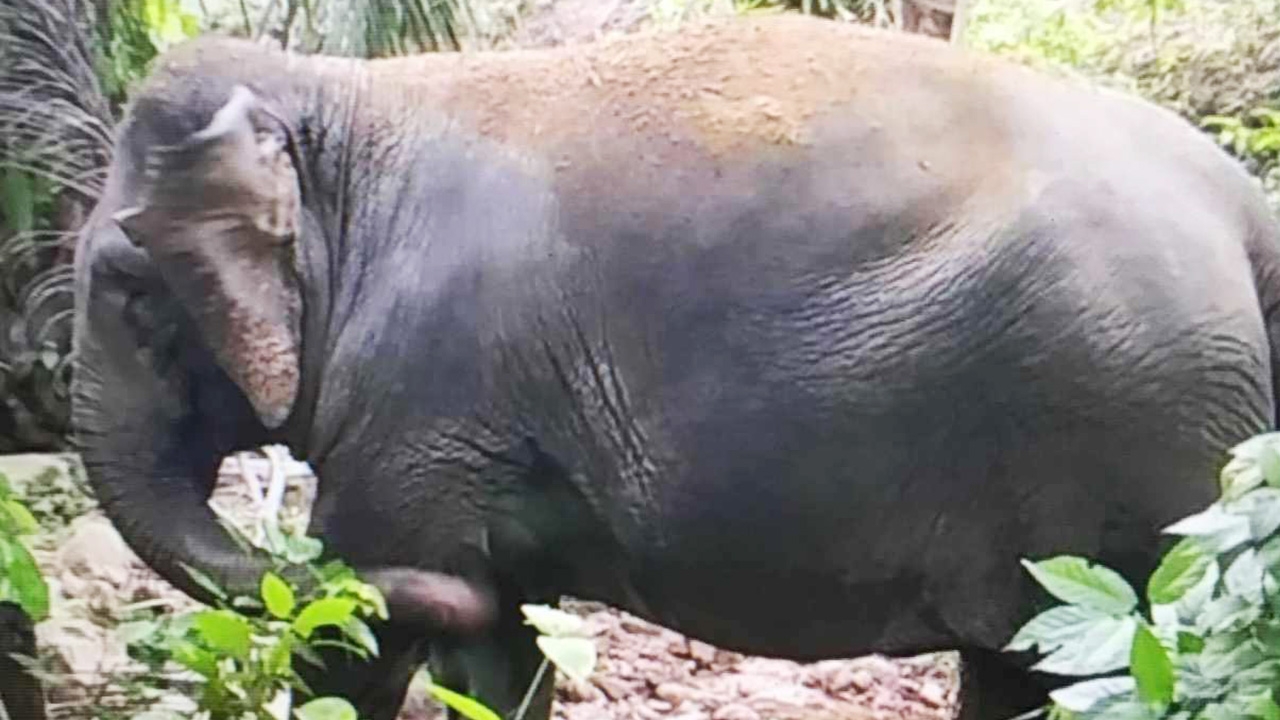 สยอง ช้างพังสาวนุ้ย กระทืบคนเก็บปาล์มที่กระบี่ ขยี้ร่างขาด 2 ท่อน  