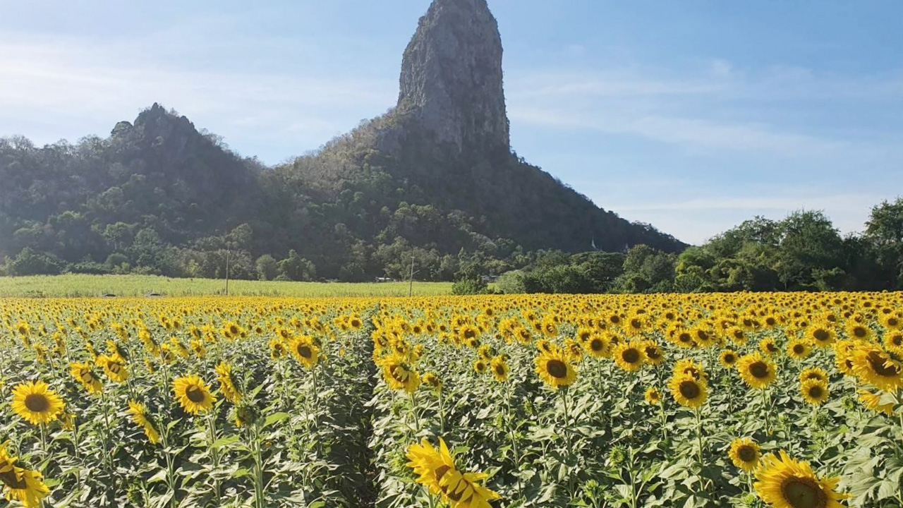 ปีใหม่ชวนเที่ยว ทุ่งทานตะวันกว่า 60 ไร่ที่ลพบุรี บานเหลืองสดรอคนมาชม