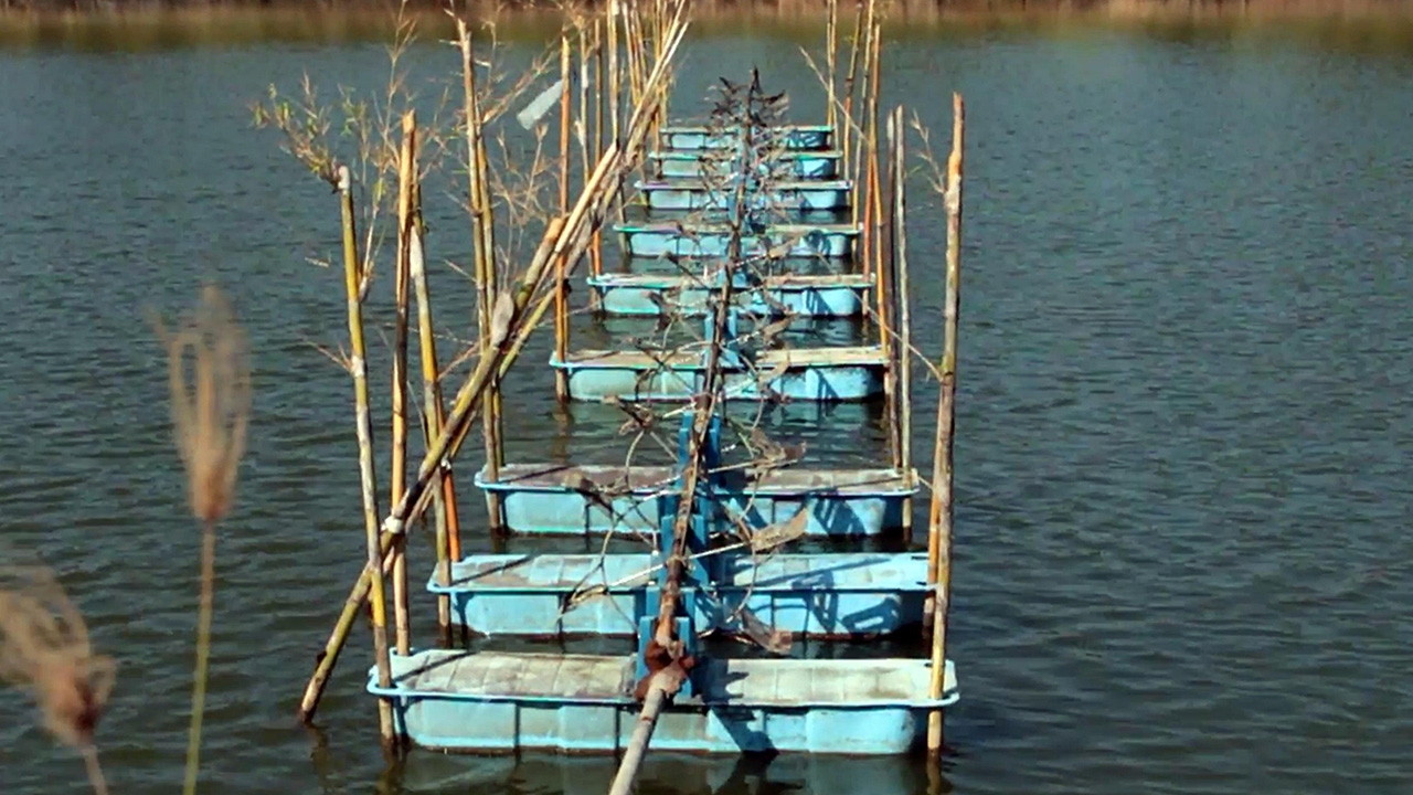 ผู้เลี้ยงกุ้งราชบุรีโอด รับผลกระทบโควิดเต็มๆ ขายไม่ได้เพราะแพกุ้งปิด