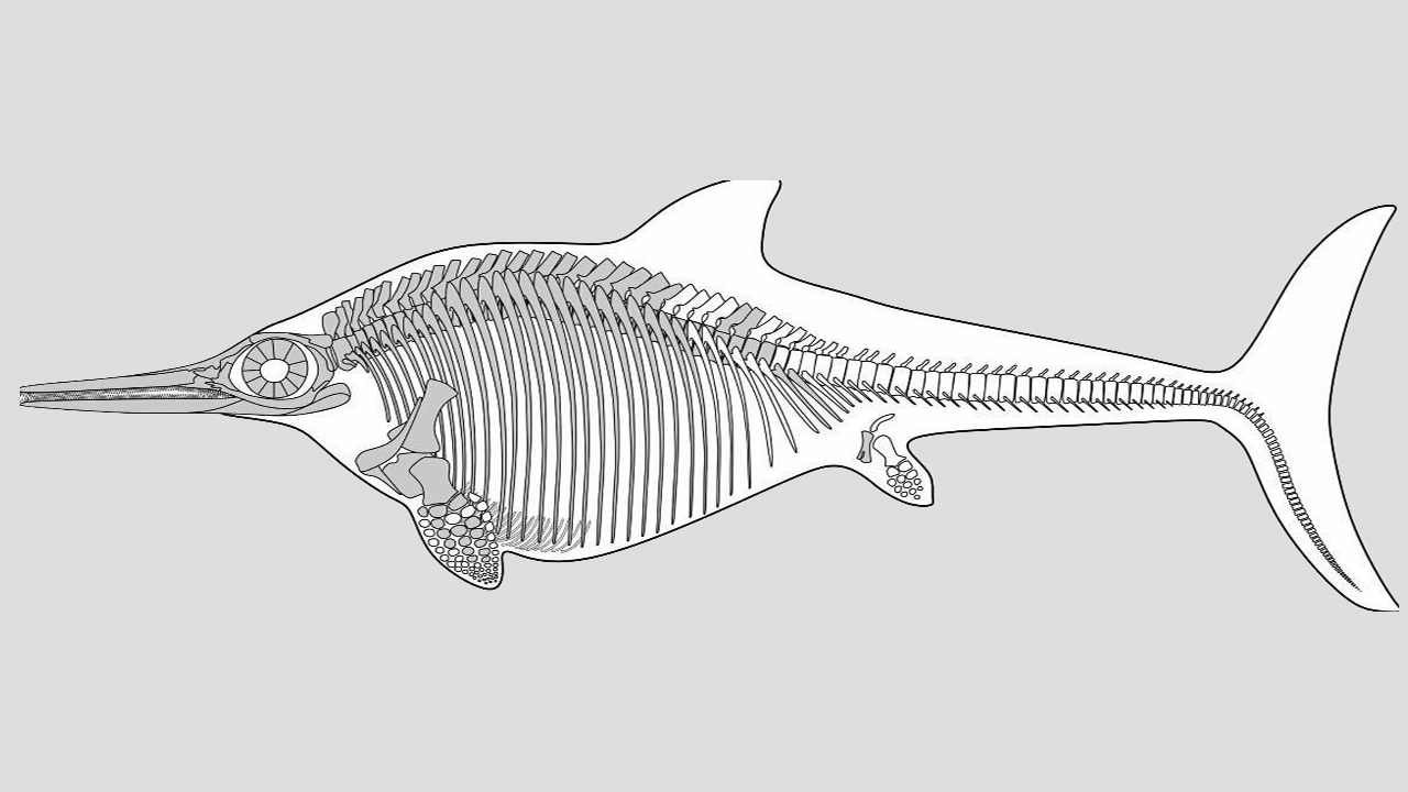 ขุดพบซากมังกรทะเลชนิดใหม่ ยุคก่อนประวัติศาสตร์ บนชายหาดดอร์เซ็ต