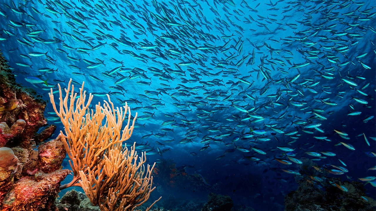 อนุรักษ์ทะเลเพื่อชีวิต (Ocean for Life) เพิ่มความหลากหลายทางชีวภาพ