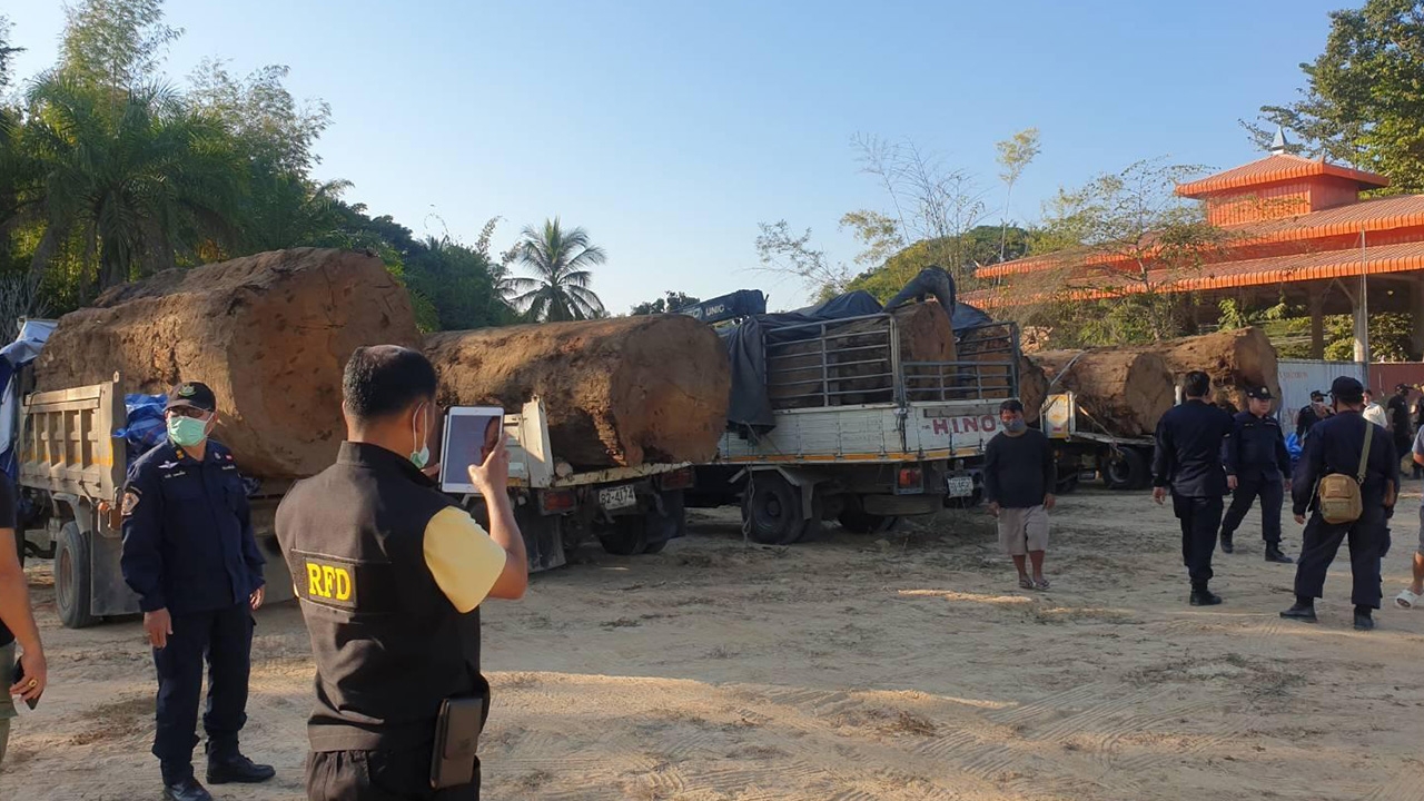 สกัดจับมอดไม้ลอบโค่นต้นตะเคียนยักษ์จำนวนมาก เตรียมส่งขายนายทุน