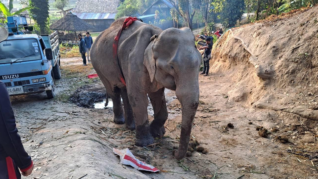 เชียงใหม่บนดอยหนาว ทำช้างชราแย่ พลายบานเย็นวัย 72 ปี ขาหมดแรงลุกไม่ขึ้น 