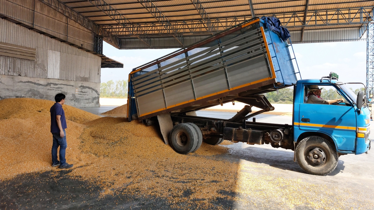 CPF เปิด 2 จุดรับซื้อข้าวโพดเลี้ยงสัตว์ เกษตรกรมั่นใจมีแหล่งรับซื้อ