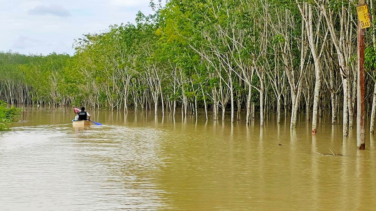 สวนยางภาคใต้ท่วม 5 ล้านไร่ การยางฯ เข็นมาตรการเยียวยา