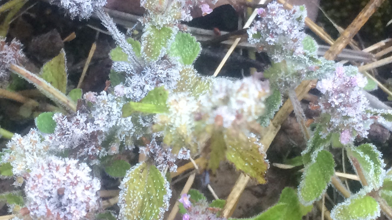 เหมยขาบดอยอินทนนท์โผล่เป็นวันที่ 2 กิ่วแม่ปานเย็นยะเยือก 2 องศาฯ