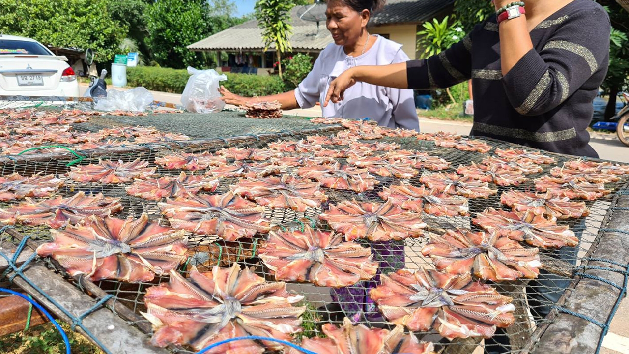 พัทลุงฝนหยุด ชาวบ้านออกหาปลาทำปลาแดดเดียวขาย หารายได้ชดเชยตอนน้ำท่วม