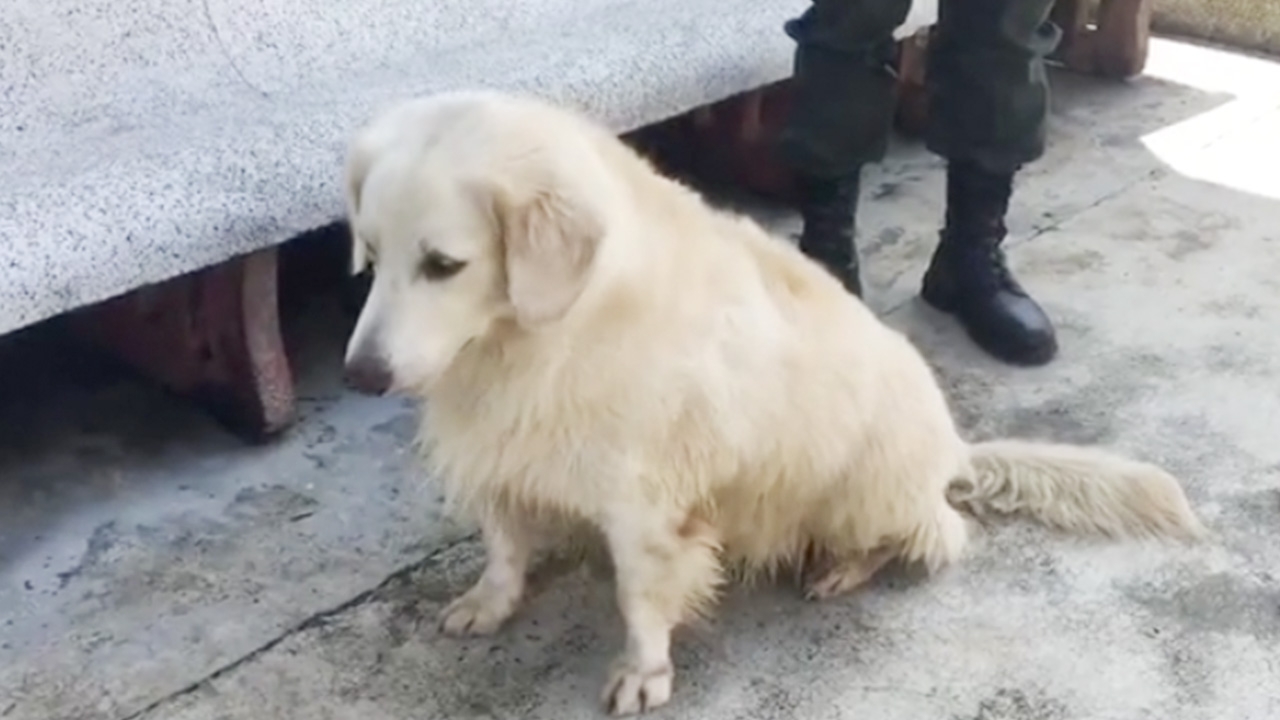 ลุง ตชด.แจ้งความสุนัข "เจ้าข้าวตัง" ถูกอุ้มหาย ตัวเมียหงอยไม่กินข้าว