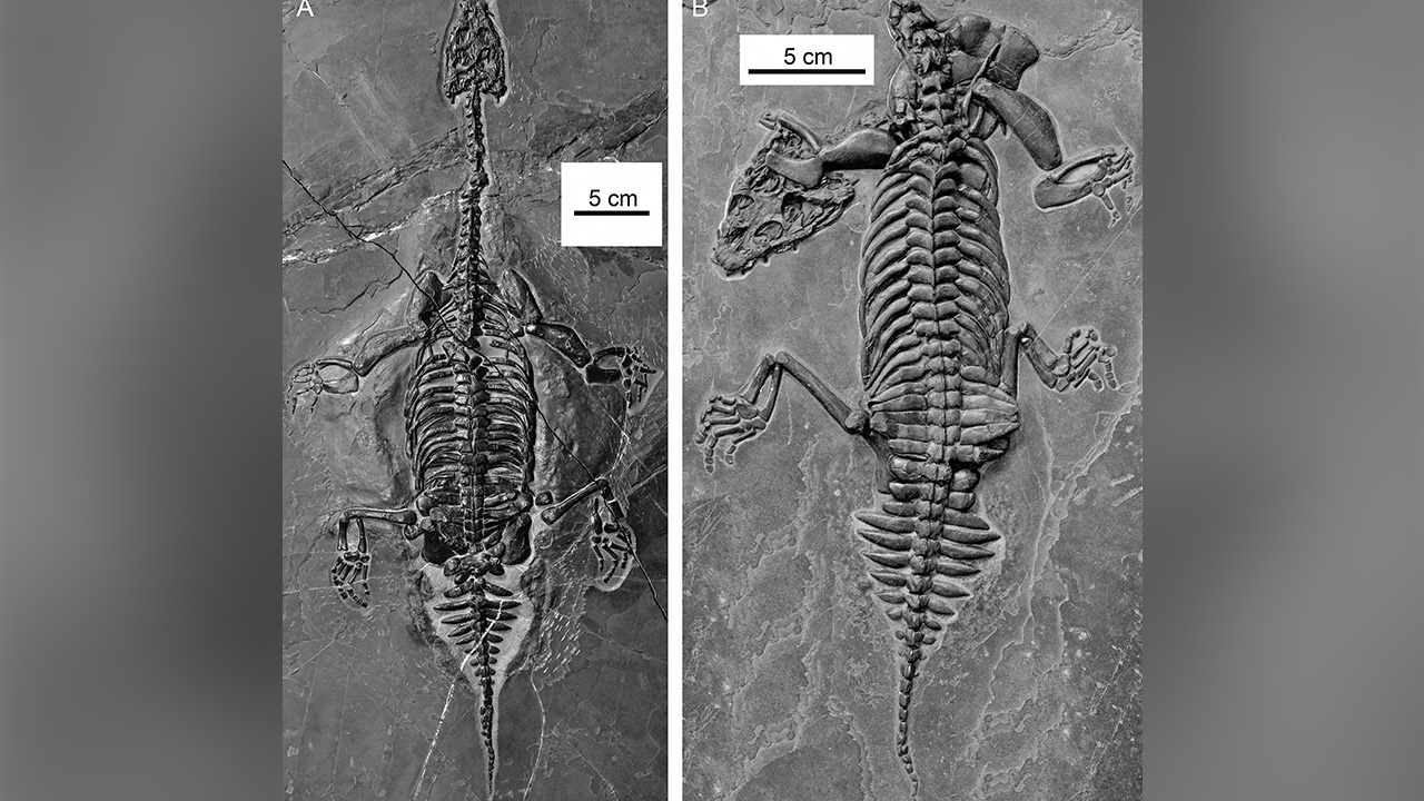 สัตว์เลื้อยคลานทางทะเลโบราณพันธุ์ใหม่