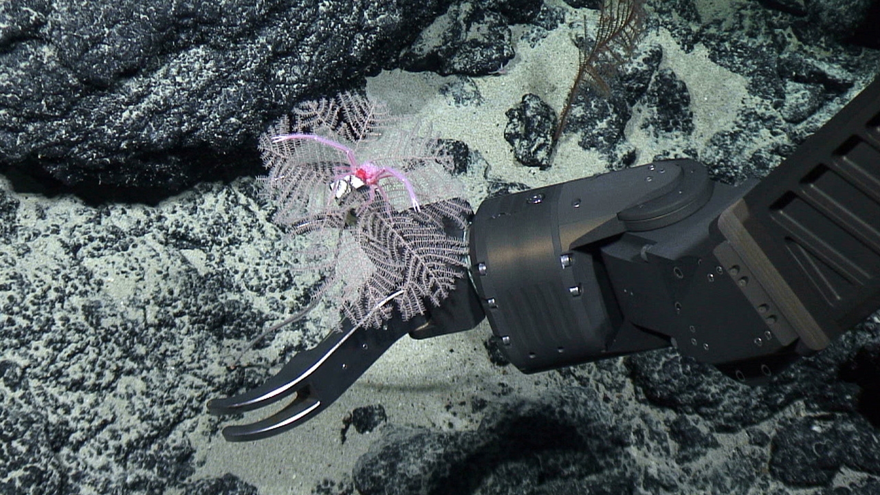 พบปะการังสีดำ 3 ชนิดที่ก้นทะเลแปซิฟิก