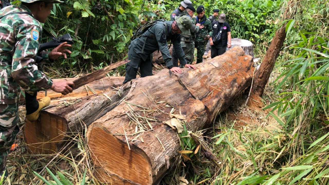 เสียดาย "สักทองร้อยปี" ถูกลอบตัดแปรรูป เชื่อนายทุนเป็นผู้มีอำนาจ 