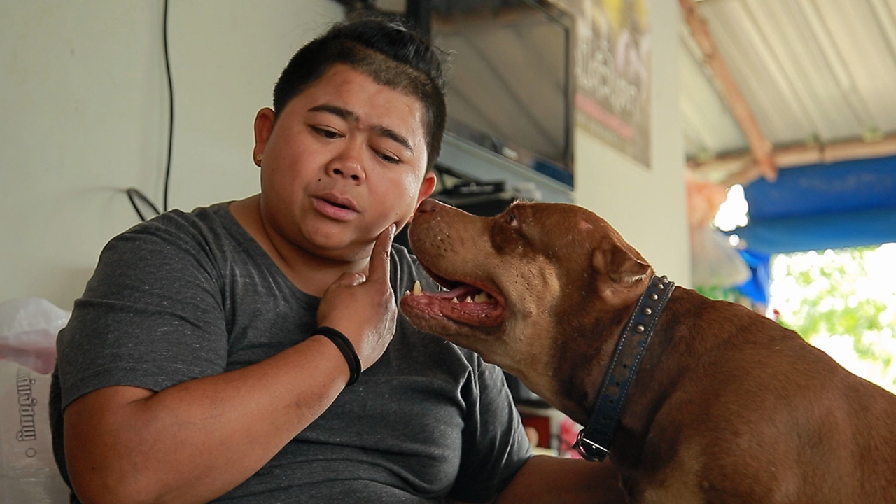 “โก๊ะตี๋” เลี้ยงพิตบูลให้เชื่องเหมือนชิวาวา