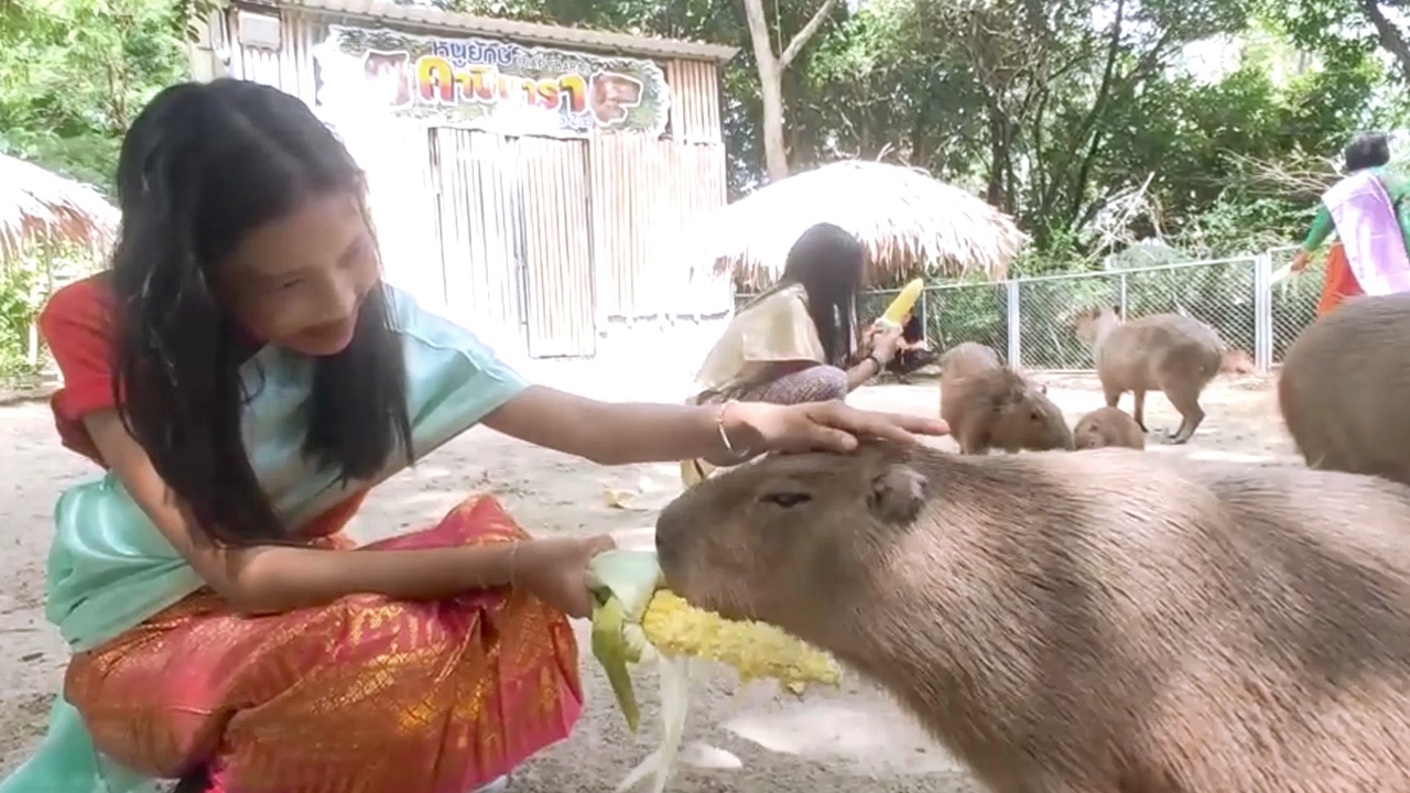 สวนสัตว์ทั่วไทย จัดกิจกรรมลอยกระทงในคืนวันฮาโลวีน ร่วมกับสัตว์ป่ามากมาย