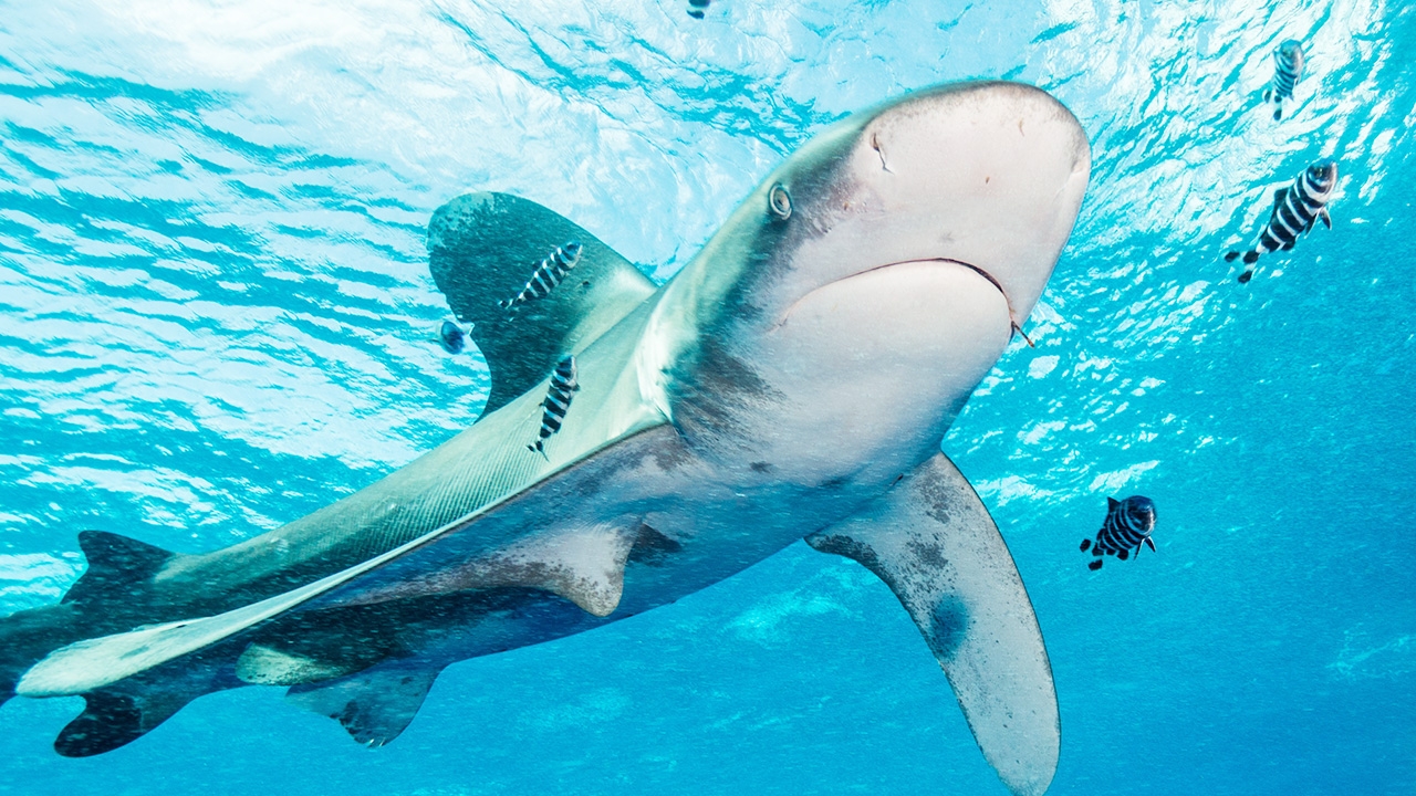 สยอง ฉลามจู่โจมนอกฝั่งอียิปต์ เจ็บ 5 ราย เด็กเสียแขน-แม่สาหัส