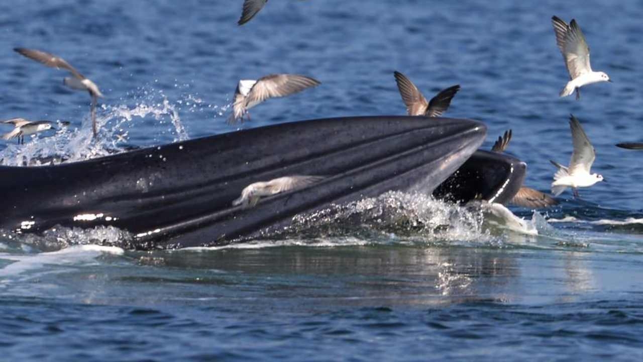ชวนเที่ยว ชมวาฬ ทานปู หาดเจ้าสำราญ งานใหญ่อ่าว ก-ไก่ 1 ปีมีครั้งเดียว