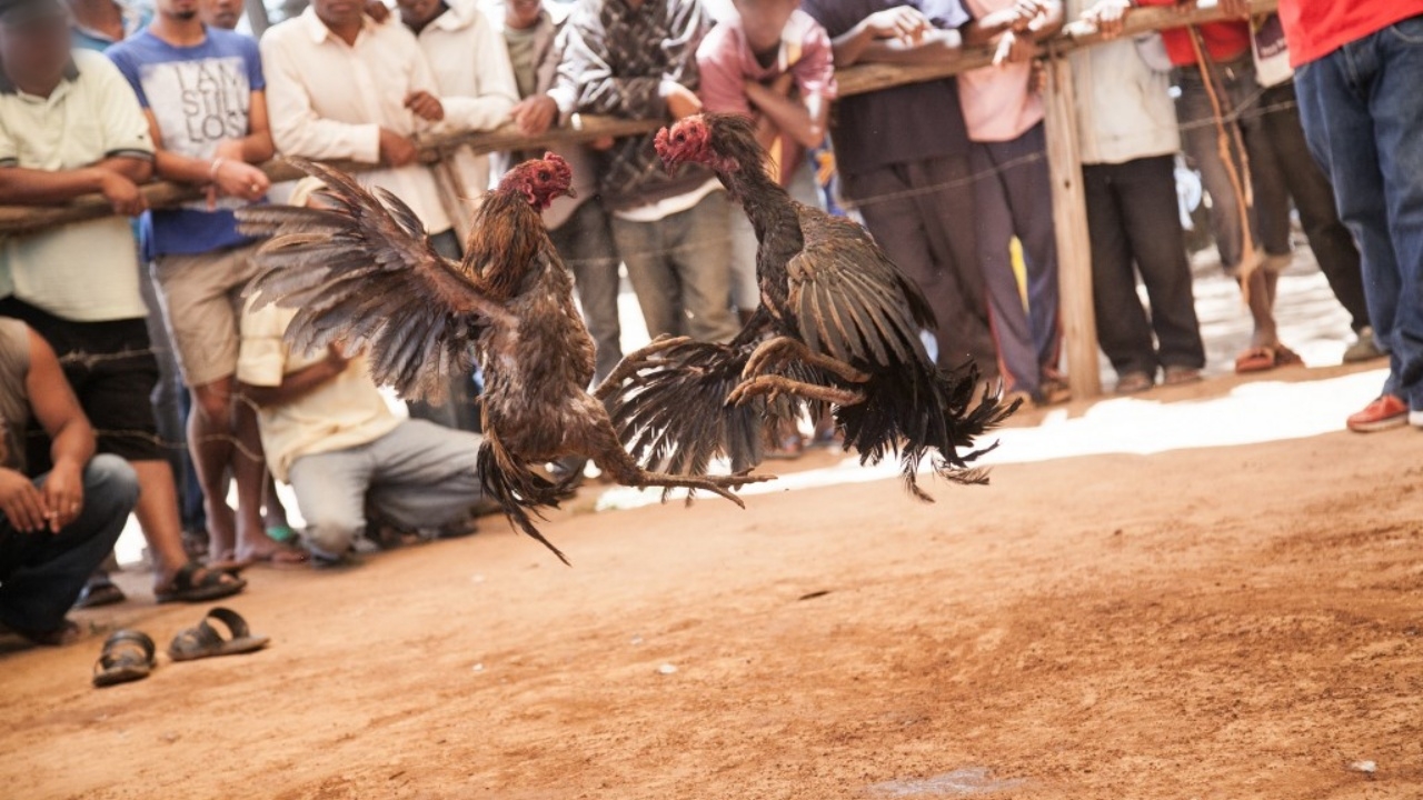 อึ้ง ตำรวจฟิลิปปินส์บุกจับแข่งไก่ชนผิดก.ม. โดนคมมีดติดเดือยไก่บาดดับสลด