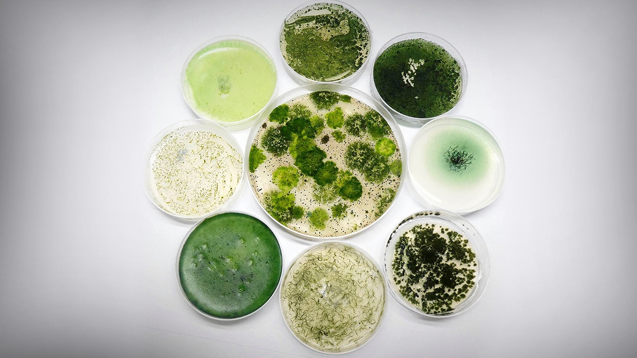 ไซยาโนแบคทีเรีย ซุปเปอร์ฮีโร่ตัวน้อย