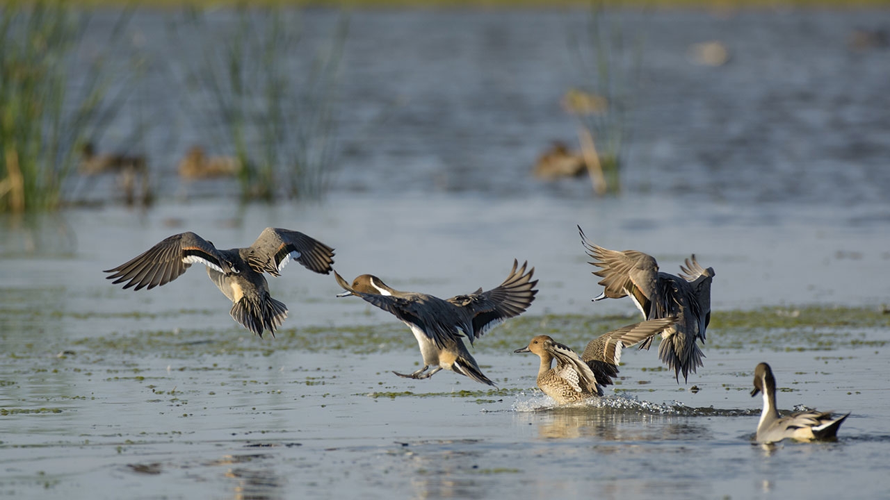 พื้นที่คุ้มครองช่วยให้นกน้ำปรับตัว
