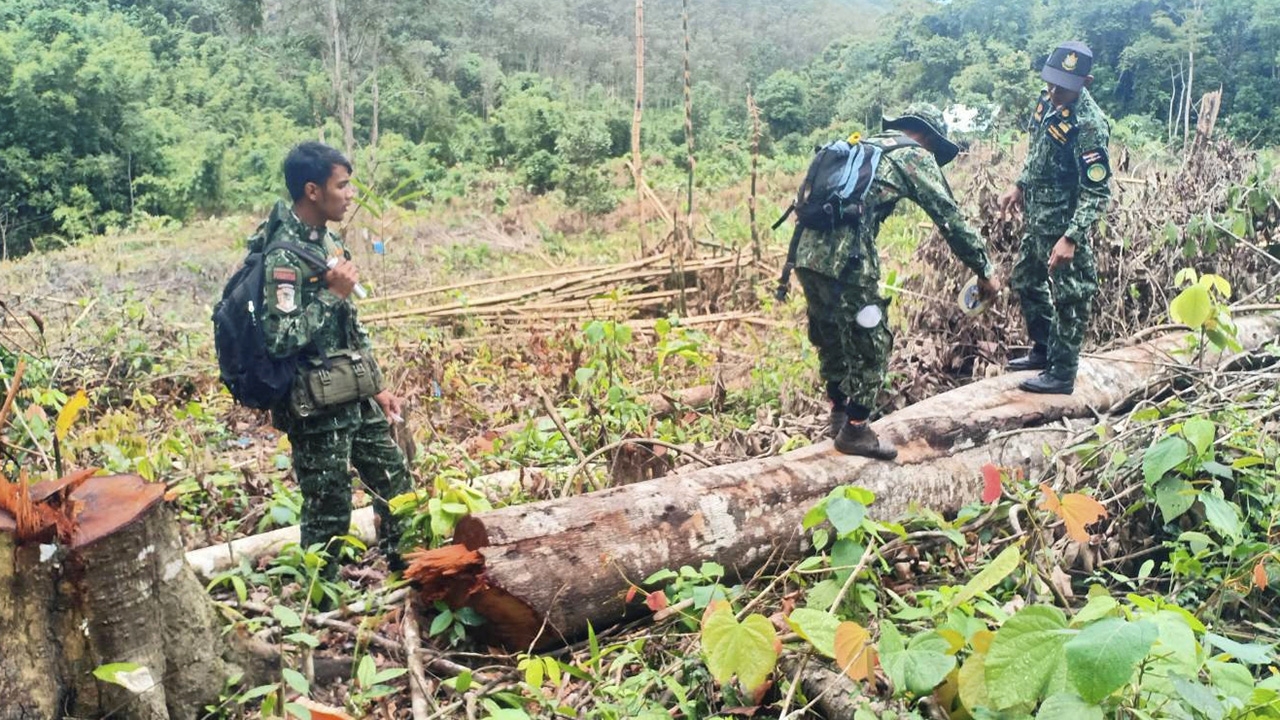 ยึดคืน-พื้นที่ป่าถูกบุกรุกตัดไม้