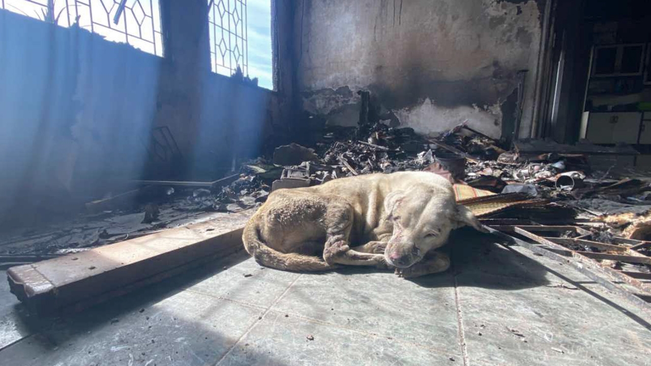 สุดสงสาร เจ้าหมอก หมาถูกไฟลวกท่อก๊าซระเบิด นอนรอคุณยายเจ้าของบ้าน