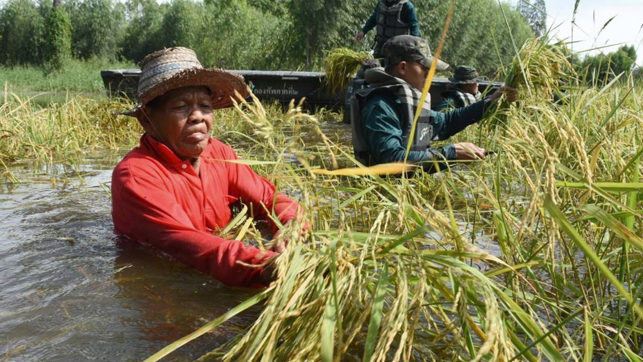 ชาวนาดีใจ ทหารช่วยเกี่ยวข้าวหนีน้ำ ขนไปตากให้ด้วย 