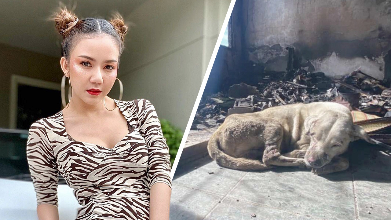 ชาวเน็ตชื่นชม จ๊ะ อาร์สยาม ช่วยเหลือ เจ้าหมอก หมาถูกไฟลวกท่อก๊าซระเบิด