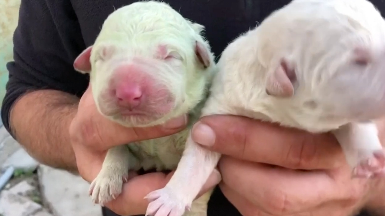 สุดแปลก ลูกสุนัขอิตาลีเกิดมาขนสีเขียวทั้งตัว