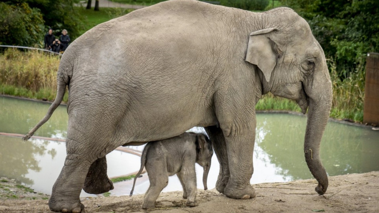สลด นักท่องเที่ยวโยนถุงพลาสติกใส่คอกช้าง ช้างคว้าเข้าปากเคี้ยว 
