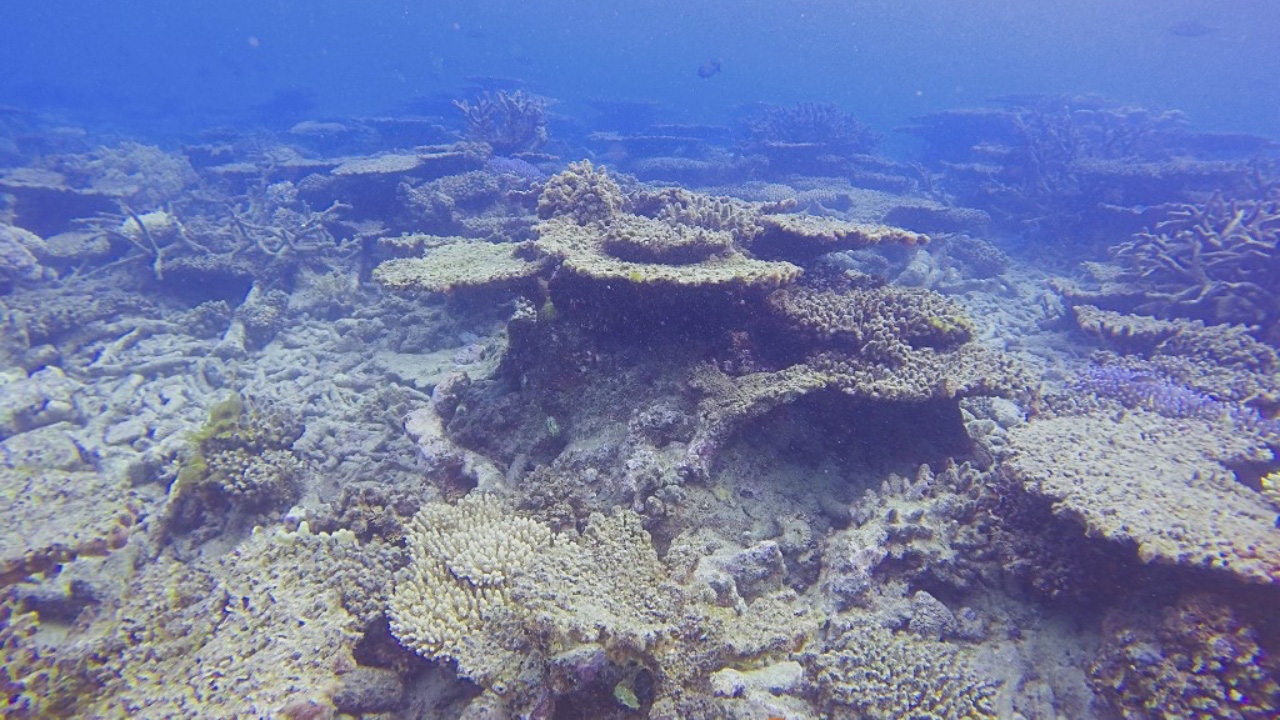 สุดกังวล ปะการัง ‘เกรต แบร์ริเออร์รีฟ’ หายไปแล้วกว่าครึ่ง ในช่วง 25 ปี