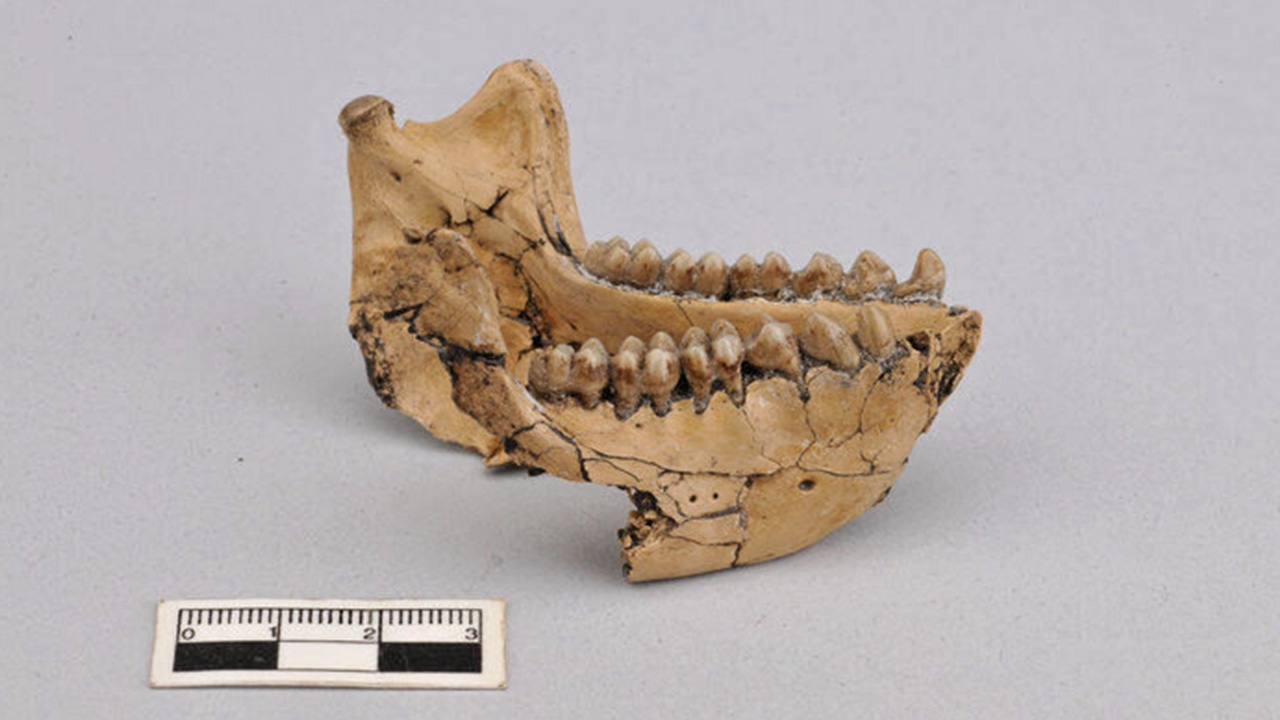 ซากฟอสซิลลิงอายุ 6.4 ล้านปีพบในจีน