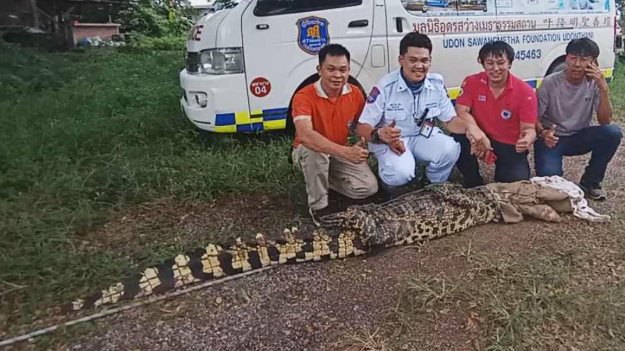 มาได้ไง จระเข้ตัวใหญ่กำลังมุดรั้วบ้าน คนไปเจอเกือบช็อก 