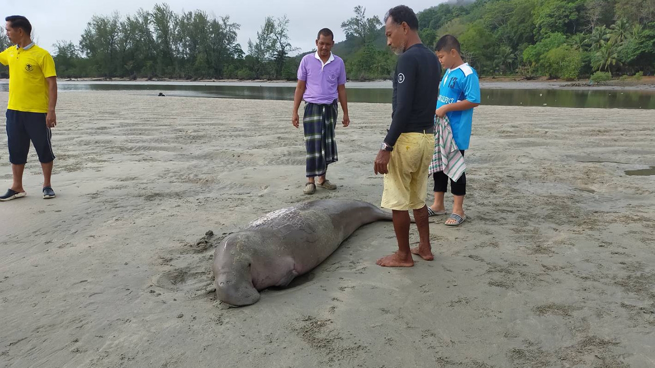 ซึ้งใจชาวบ้านเกาะลิบง ช่วยพะยูนสาวนอนเกยตื้น น้ำตาไหลขอให้ช่วยพาลงทะเล