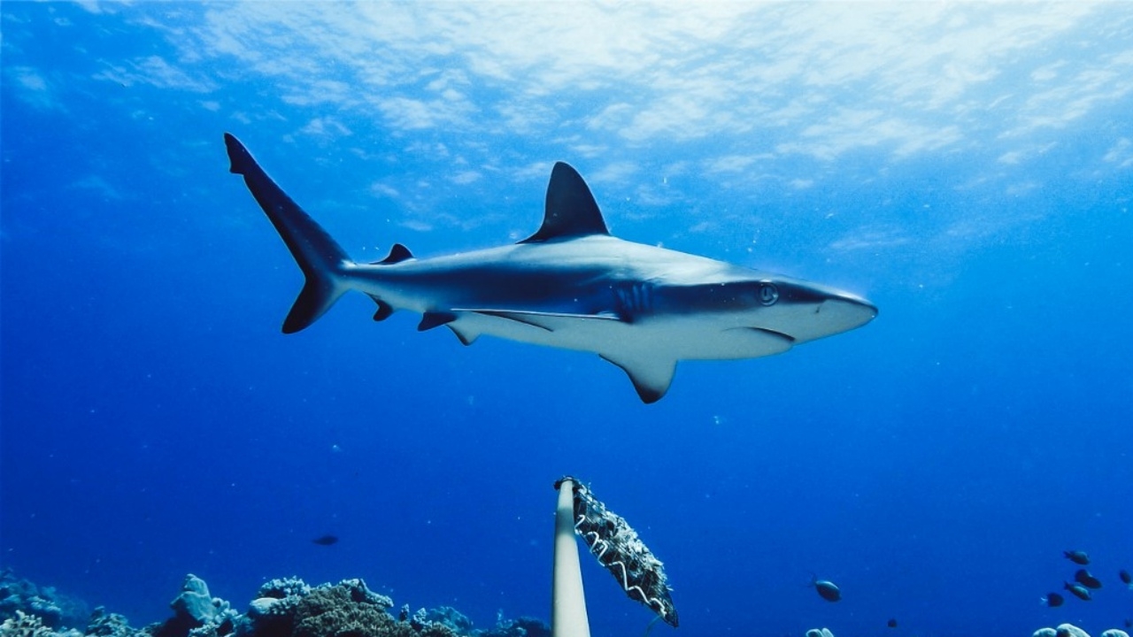 ชาวออสเตรเลีย เสี่ยงเผชิญหน้ากับฉลามถี่ขึ้น
