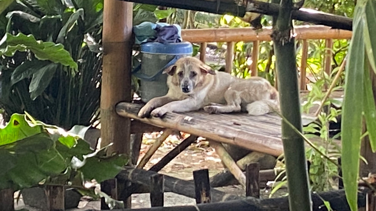 หนุ่มตรังจมคลองดับ หมาหอนทั้งคืน ก่อนเจอเพื่อนได้กลิ่นเน่า เชื่อคนตายทัก