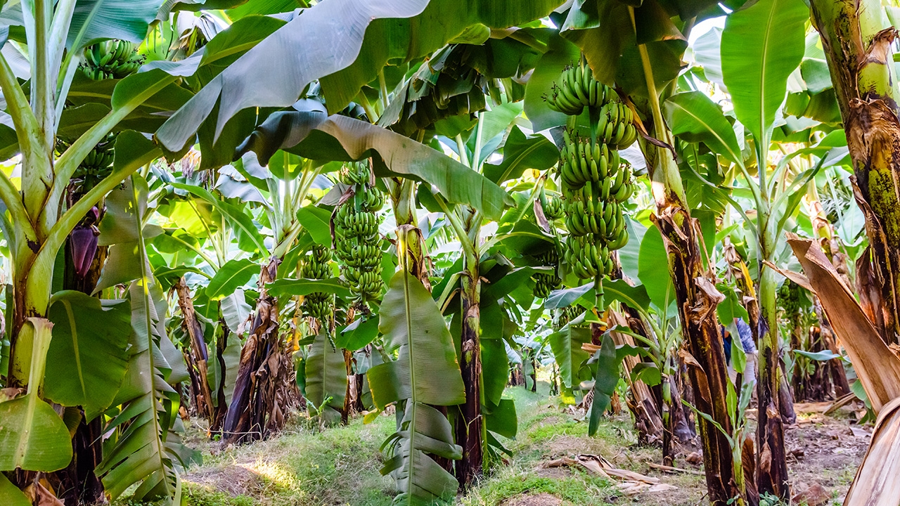 หมอแล็บแพนด้า เตือน กินน้ำฝาดจากต้นกล้วย ไม่ช่วย "กรดไหลย้อน"