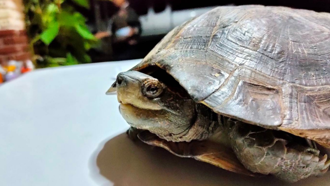 หัวหน้า อช.แก่งกระจาน พบ "เต่าดำ" สัตว์หายากกระดองสวยลายคล้ายพระสมเด็จฯ